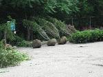 Landscaping at Borough Hall