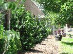 Landscaping at Borough Hall