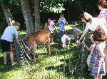 Butler Library Petting Zoo