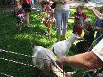 Butler Library Petting Zoo